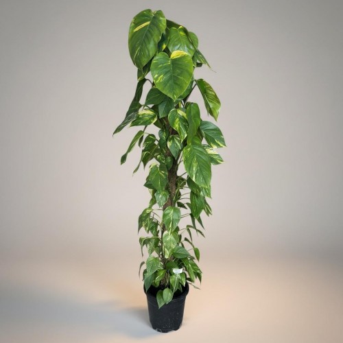 Dev Epipremnum Salon Sarmaşığı